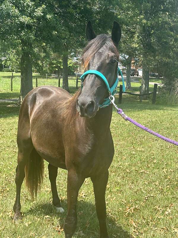 bathes-rocky-mountain-horse