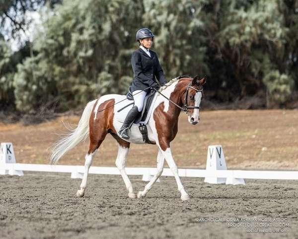 bay-tobiano-arabian-horse