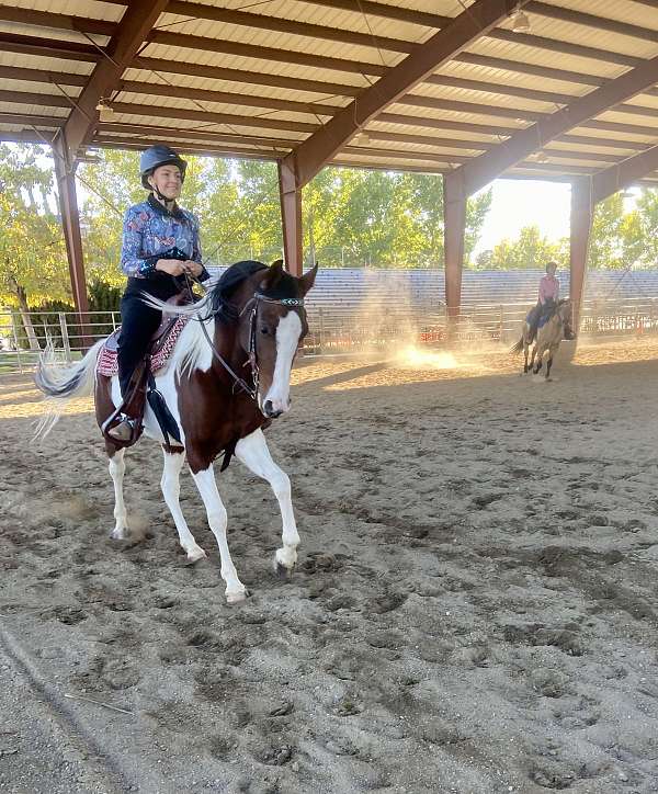 saddlebred-mare-arabian-horse