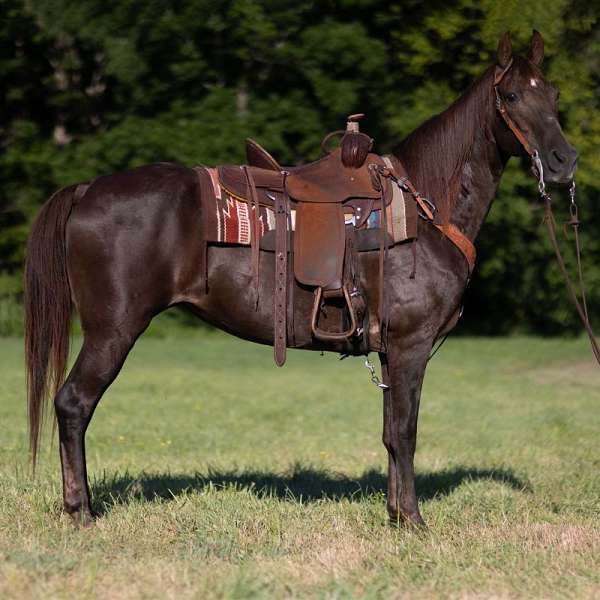 comfy-missouri-fox-trotter-horse