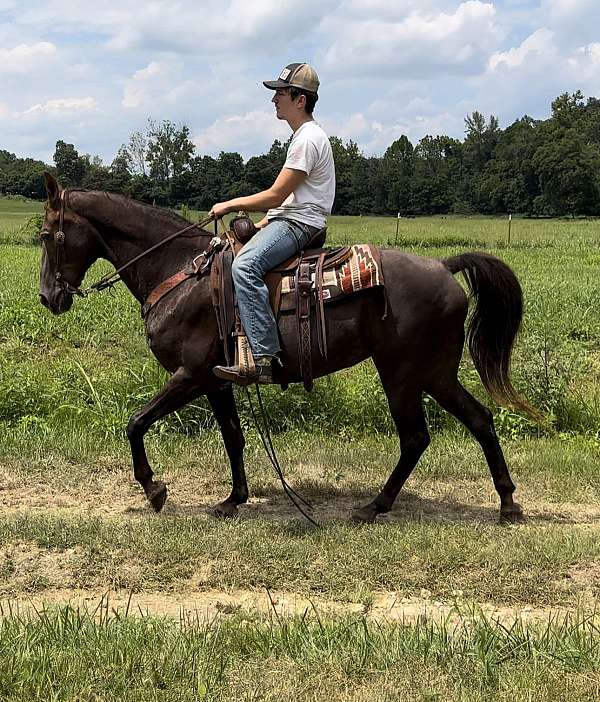 dependable-missouri-fox-trotter-horse