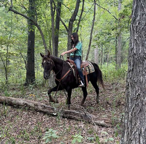 easy-to-manage-missouri-fox-trotter-horse