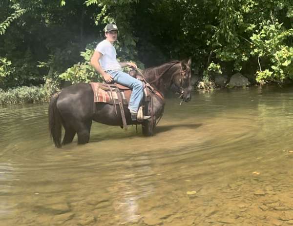 families-missouri-fox-trotter-horse