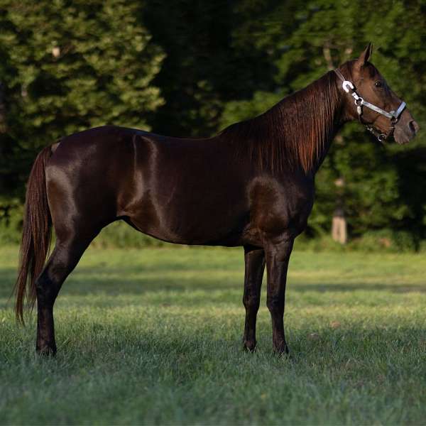 picks-up-all-four-feet-missouri-fox-trotter-horse