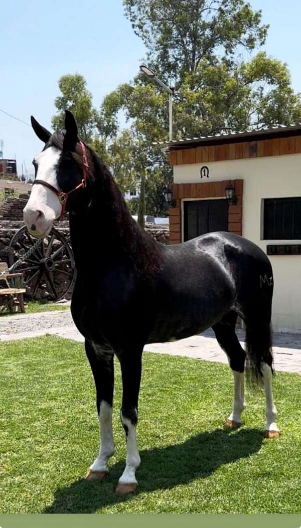 ibero-iberian-horse