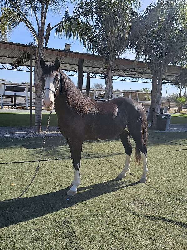 ibero-iberian-horse