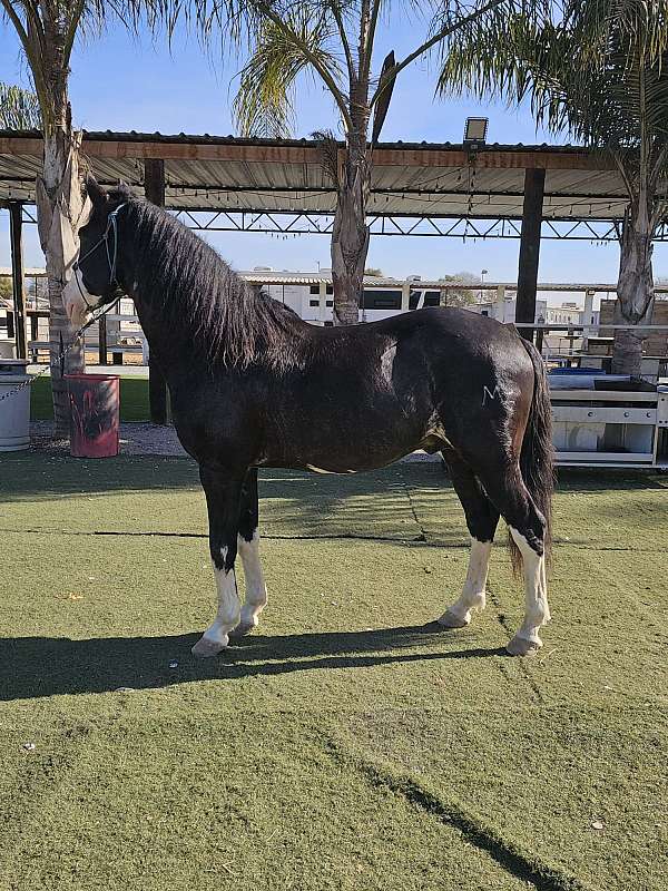 andaluz-iberian-horse