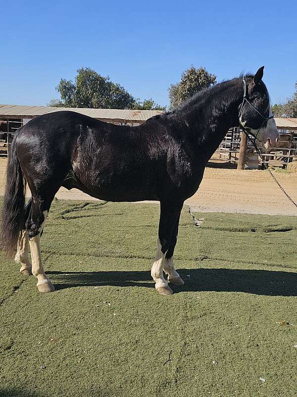 baile-iberian-horse