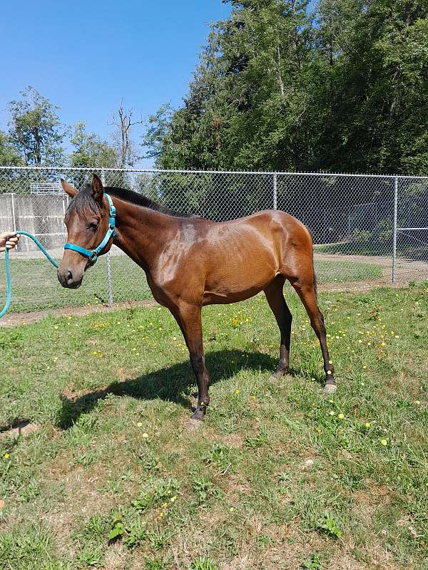 andalusian-filly