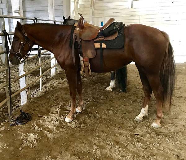 right-white-hind-sock-horse