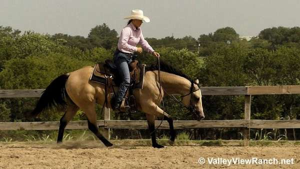 ranch-quarter-horse