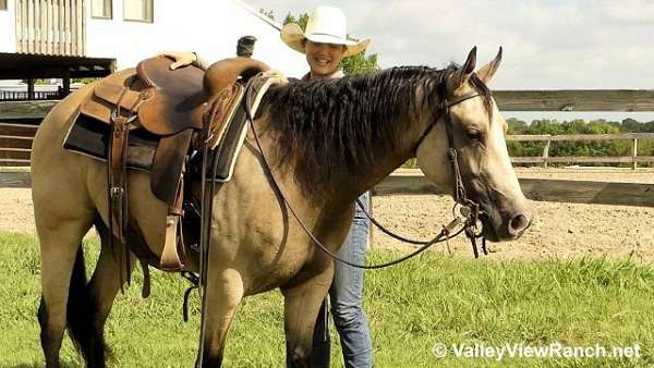 buckskin-quarter-horse-mare