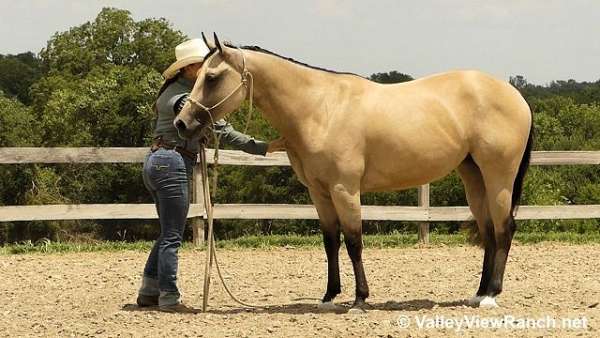 ranch-work-quarter-horse