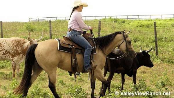 reined-cow-quarter-horse