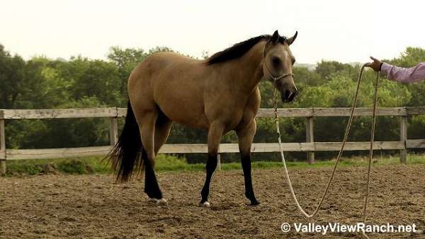 reining-quarter-horse