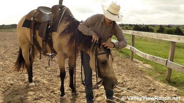 roping-quarter-horse