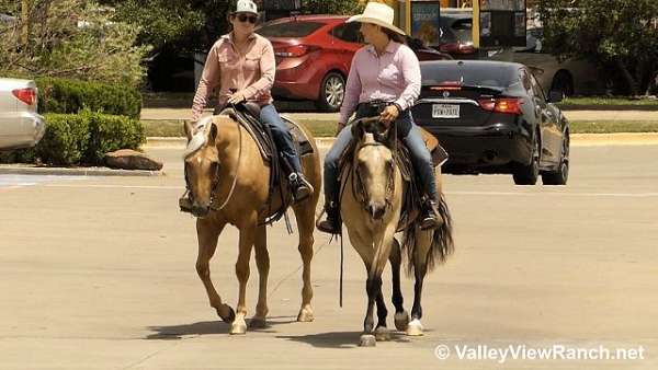 working-cow-quarter-horse