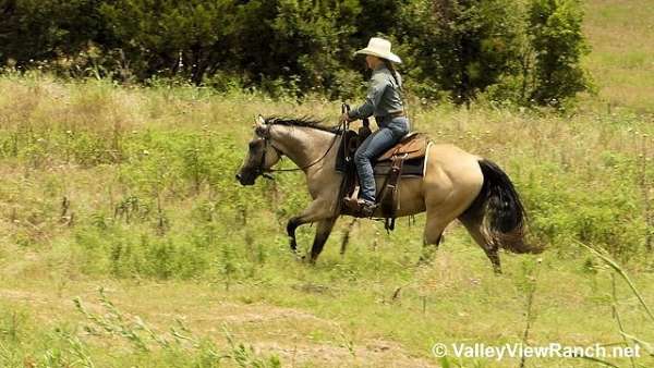 pleasure-driving-quarter-horse