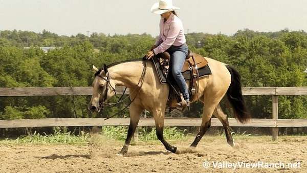 buckskin-pleasure-driving-horse