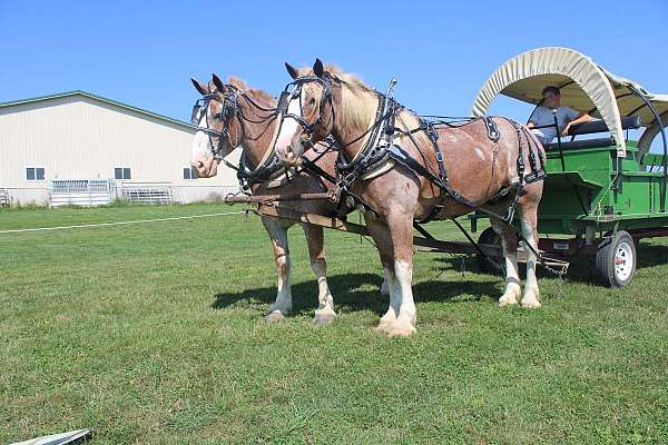 red-roan-white-strip-legs-horse