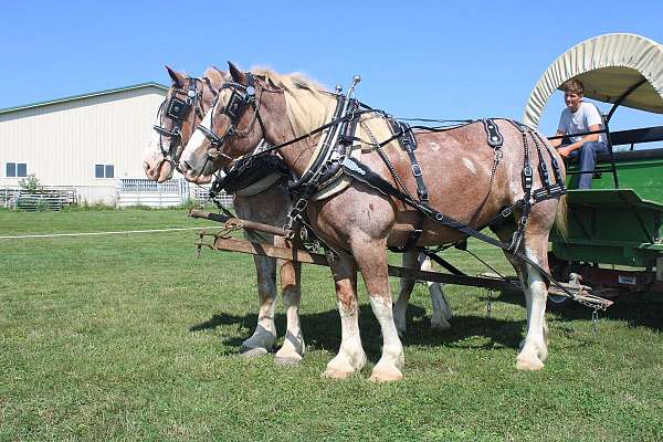 red-roan-belgian-ridgling