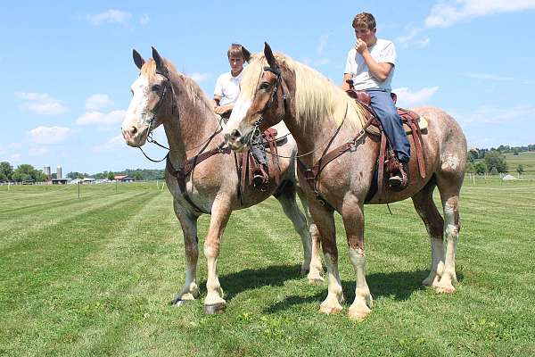 western-riding-ridgling