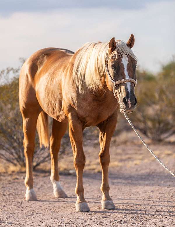 heading-quarter-horse