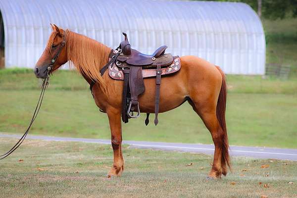 working-catt-haflinger-horse