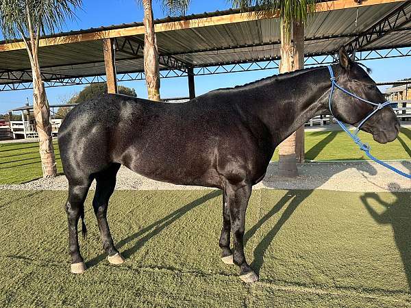 blue-ron-quarter-horse