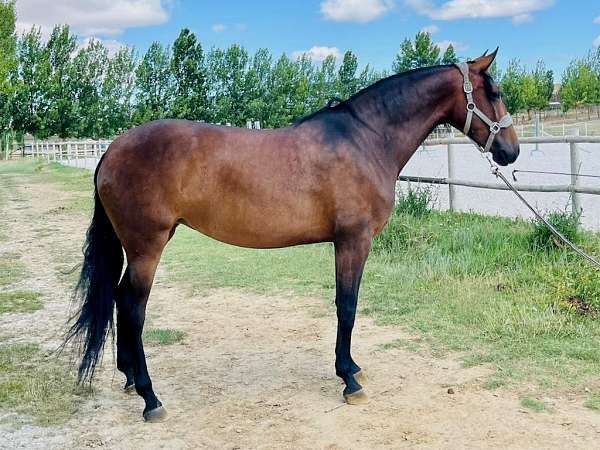 bay-chestnut-andalusian-mare