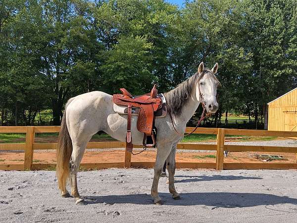 trail-trail-riding-quarter-horse