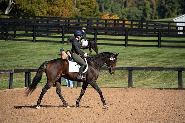 all-around-thoroughbred-pony