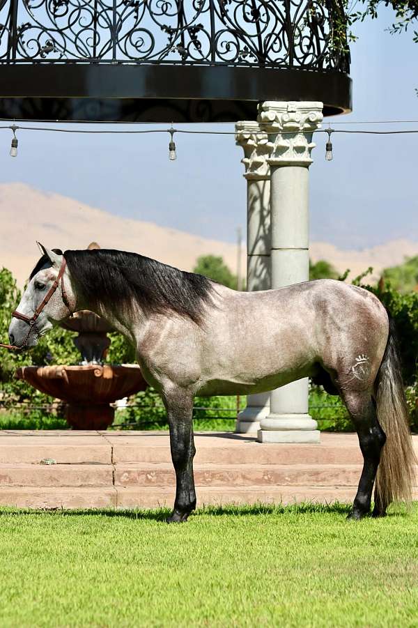 american-andalusian-horse