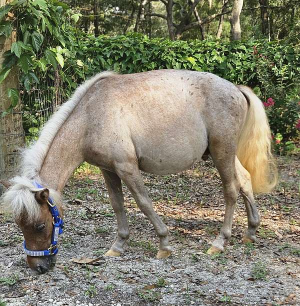 appy-like-spots-horse