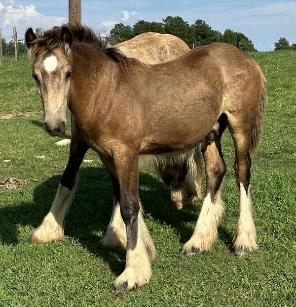 buckskin-gvhs-pony