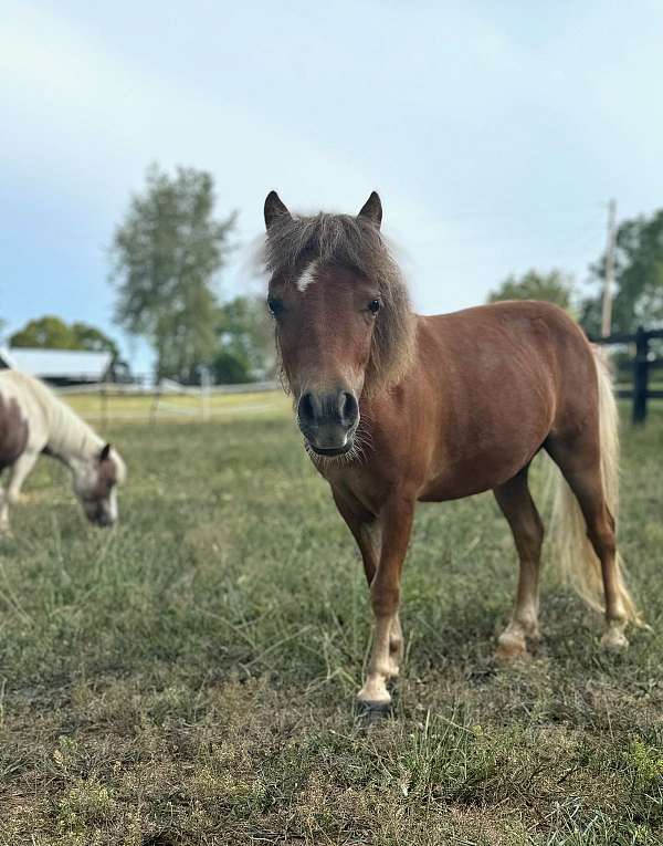 mini-miniature-horse-filly