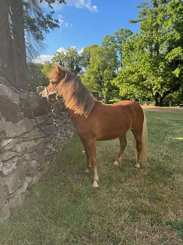 mini-miniature-horse-filly-mare