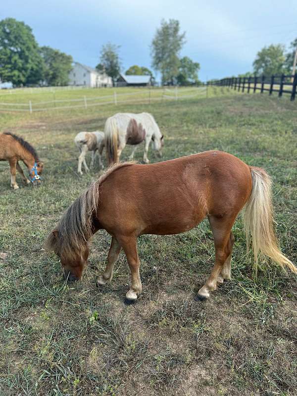 mini-miniature-horse