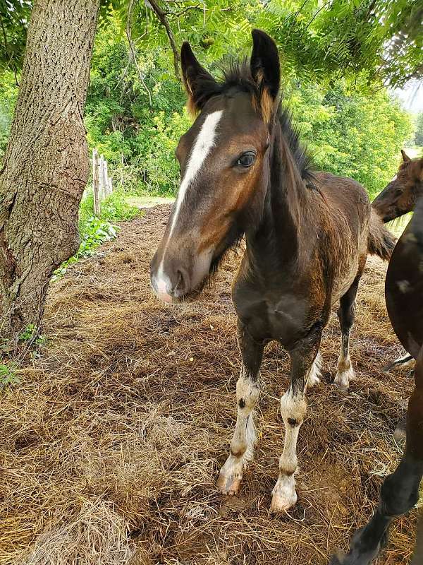 cross-dales-pony-pony