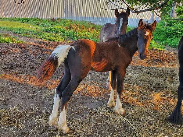 black-dales-pony-pony-colt