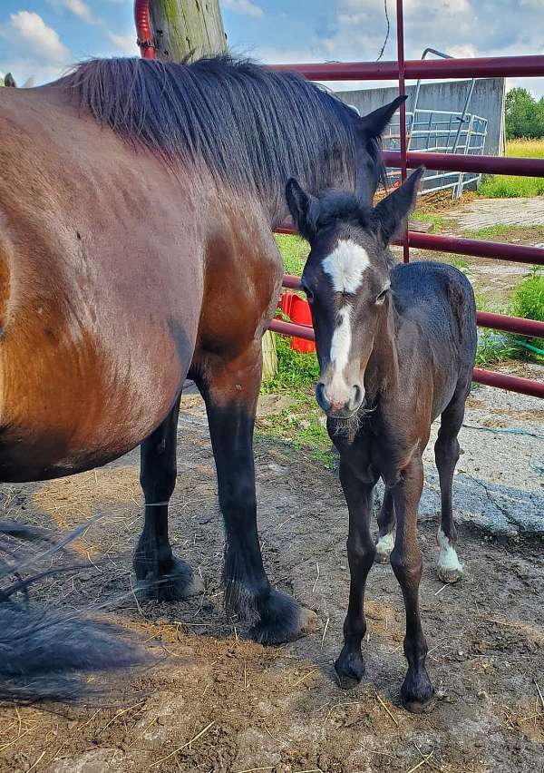 black-grey-dales-pony-pony-filly