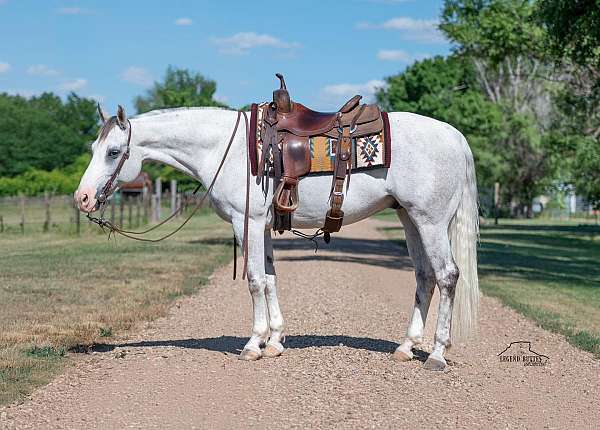 celebration-quarter-horse