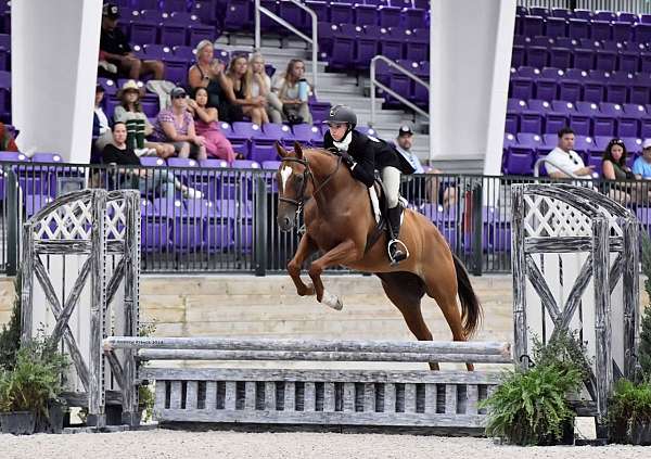 chestnut-schoolmaster-horse