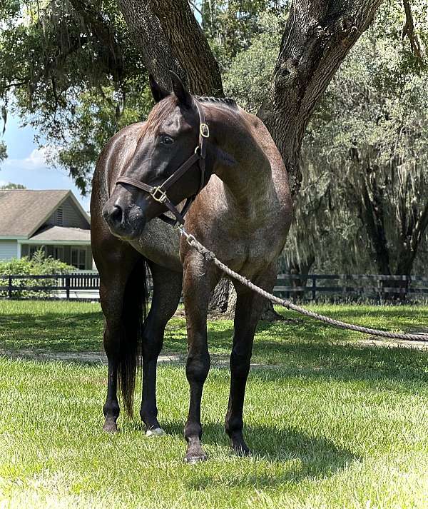 warmblood-gelding