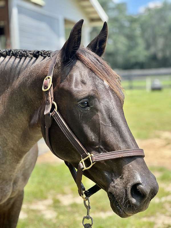 warmblood-horse