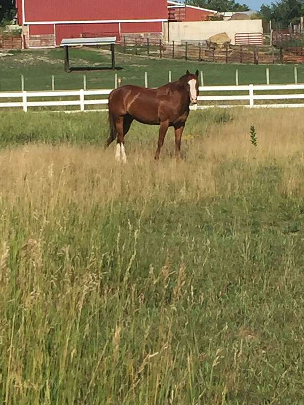 all-around-quarter-horse