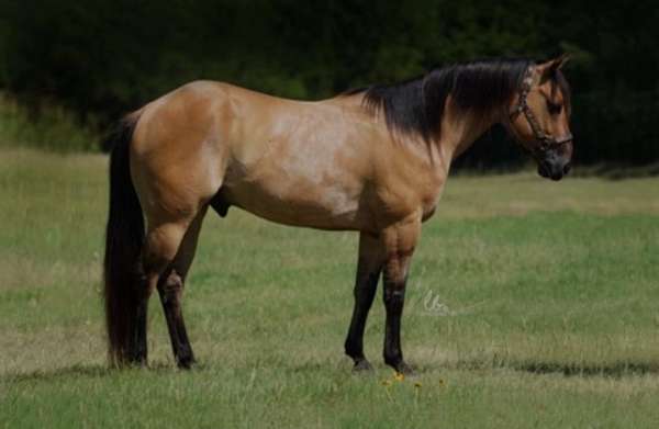 quarter-horse-gelding