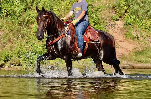 black-see-pics-horse