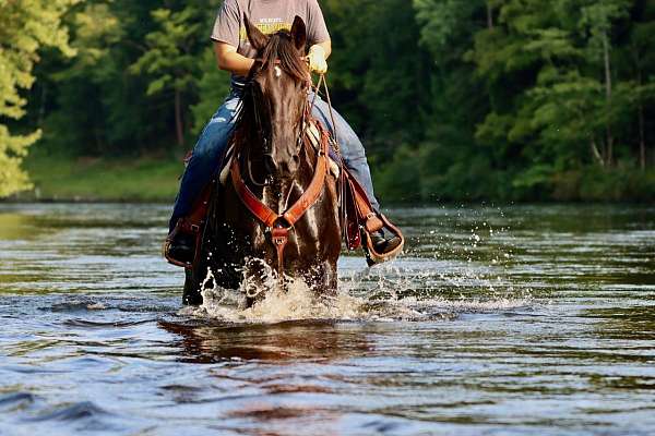 flashy-friesian-horse