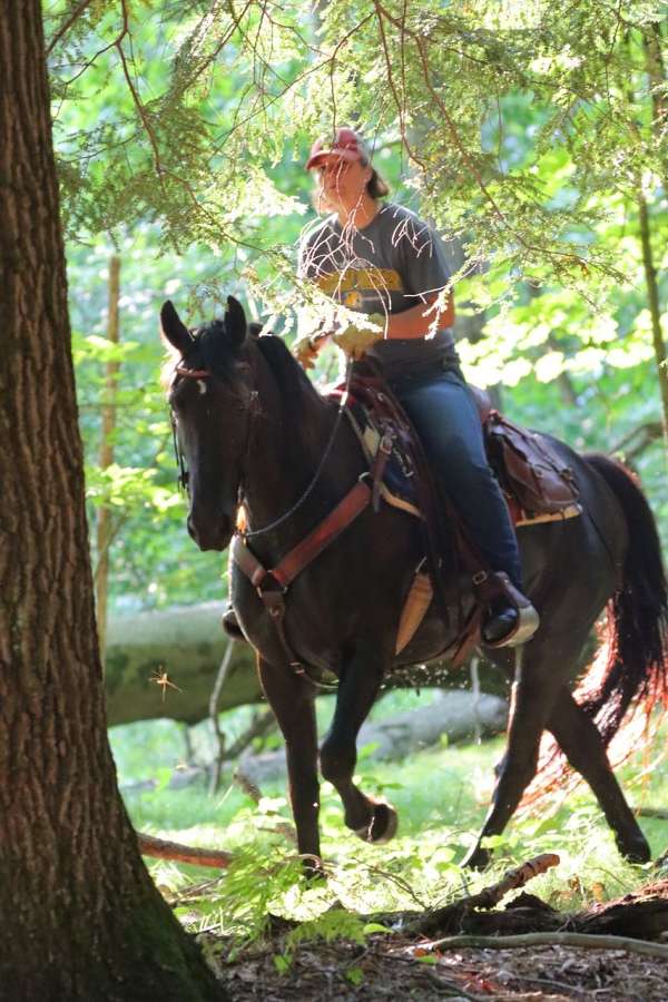 family-friesian-horse